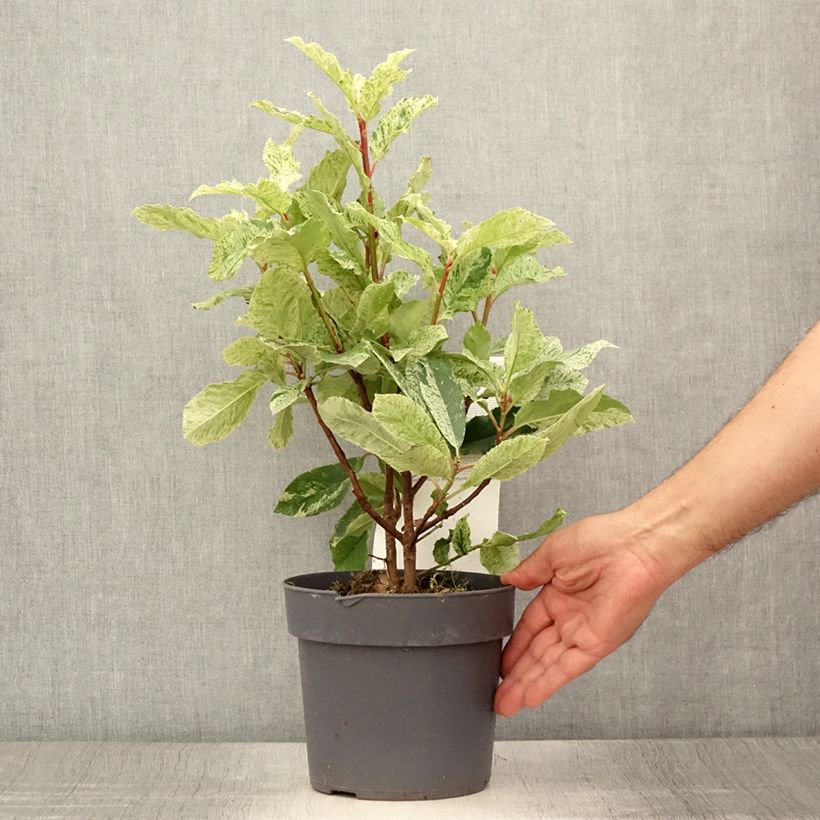 Spécimen de Photinia serratifolia Pink Crispy Pot de 2L/3L tel que livré en été