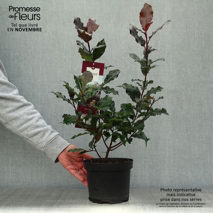 Spécimen de Photinia x fraseri Magical Volcano Pot de 2L/3L tel que livré en automne