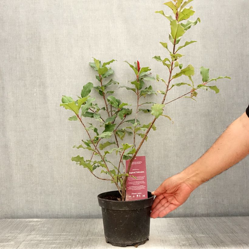 Spécimen de Photinia x fraseri Magical Volcano Pot de 2L/3L tel que livré en été