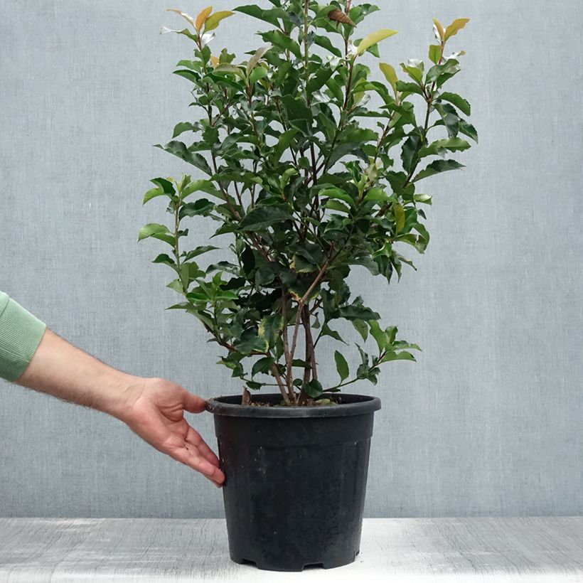 Spécimen de Photinia x fraseri Magical Volcano Pot de 7,5L/10L tel que livré en été