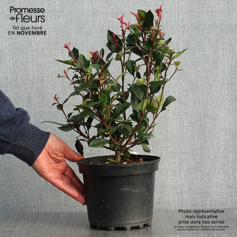 Spécimen de Photinia x fraseri Nana Pot de 2L/3L tel que livré en automne