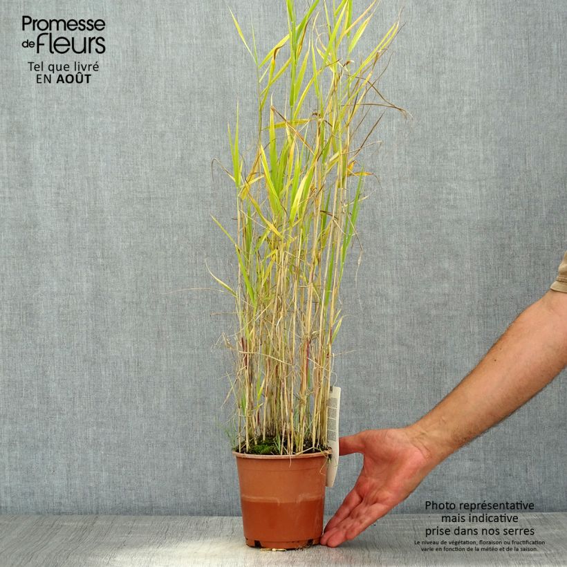 Spécimen de Phragmites australis - Roseau commun Pot de 1L/1,5L tel que livré en été