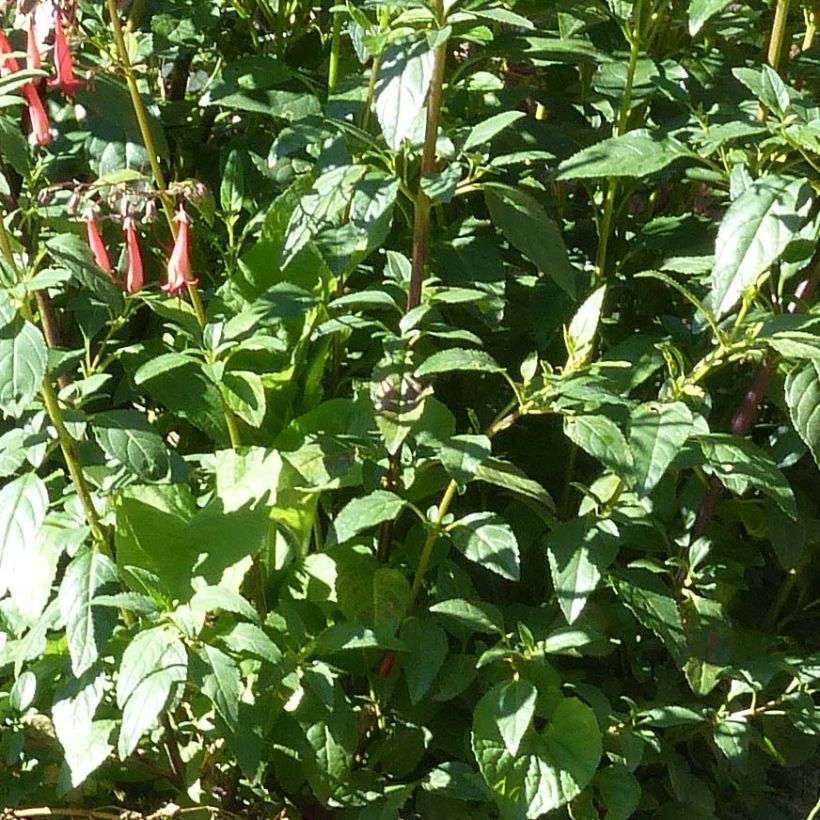 Fuchsia du Cap - Phygelius rectus African Queen (Feuillage)