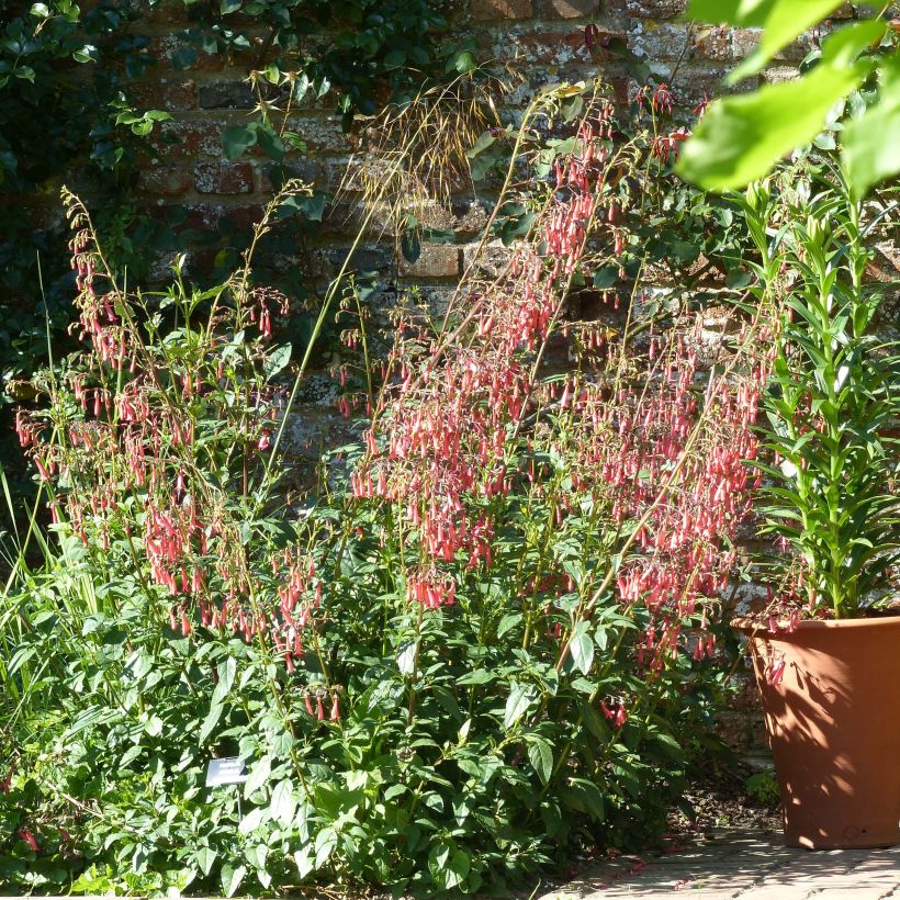 Fuchsia du Cap - Phygelius rectus African Queen (Port)