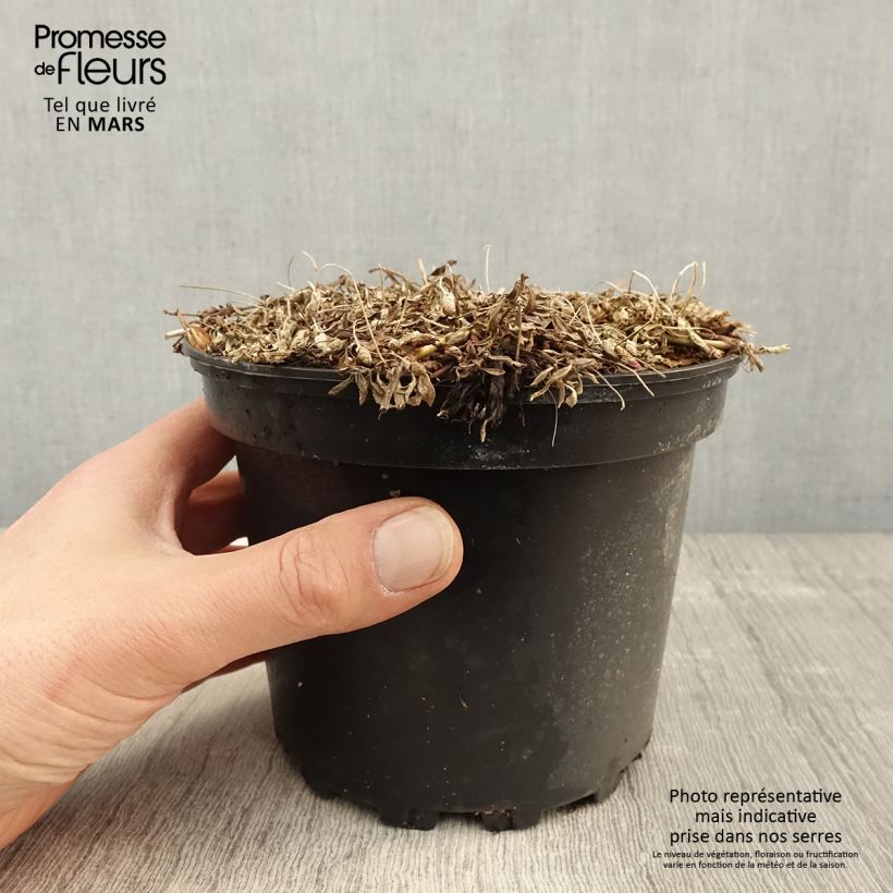 Spécimen de Phyla ou Lippia nodiflora - Verveine nodulaire en pot de 2L/3L tel que livré au printemps