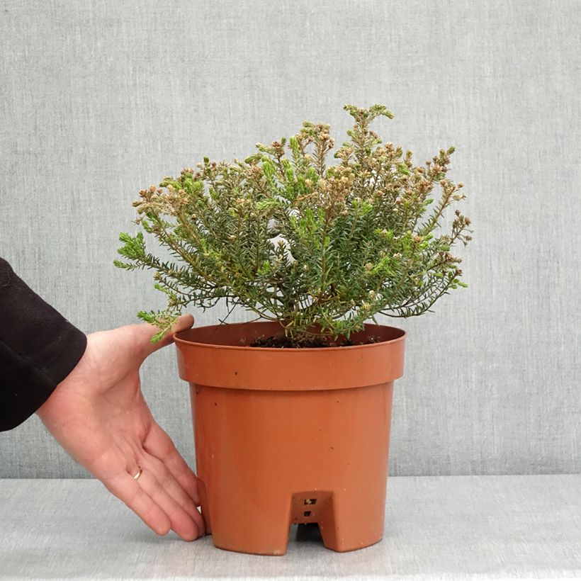 Spécimen de Phylica ericoides - Bruyère du cap Pot de 3L/4LHauteur livrée env. 20/30cm tel que livré en hiver