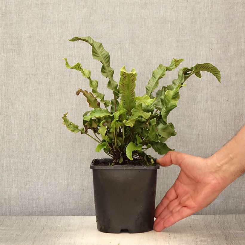 Spécimen de Phyllitis scolopendrium - Fougère Scolopendre Pot de 2L/3L tel que livré en été