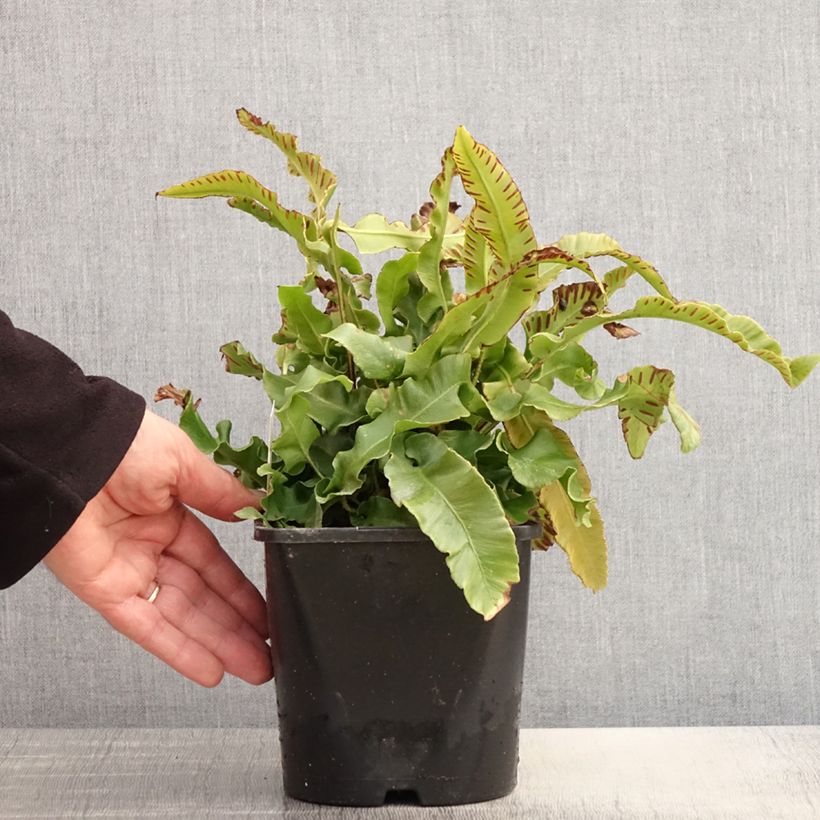 Spécimen de Phyllitis scolopendrium - Fougère Scolopendre - Pot de 2L/3L tel que livré au printemps