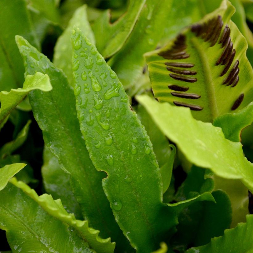 Phyllitis scolopendrium - Fougère Scolopendre (Feuillage)