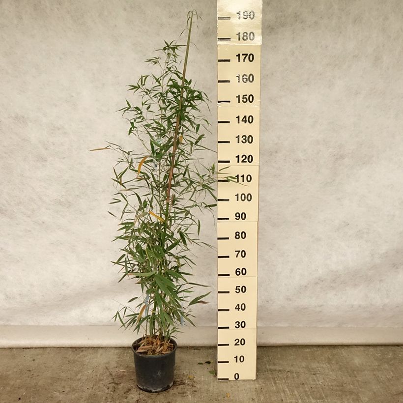 Spécimen de Phyllostachys aurea Holochrysa - Bambou doré Pot de 12L/15L tel que livré en été