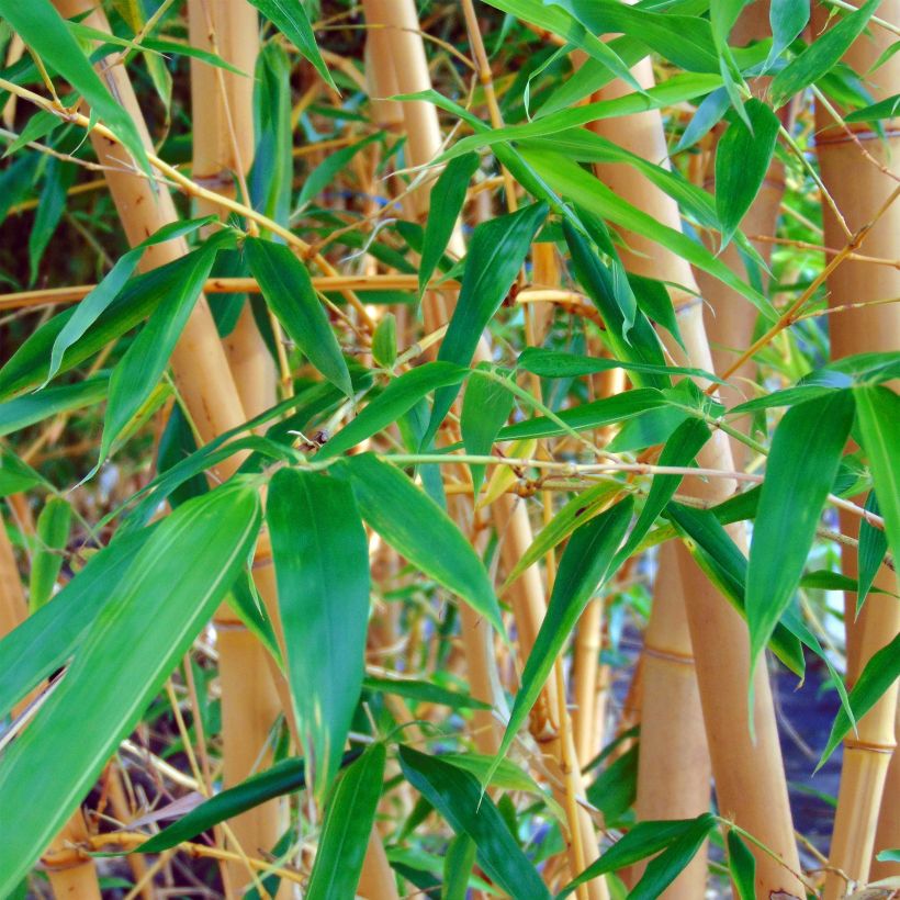 Bambou jaune - Phyllostachys aureosulcata Aureocaulis (Feuillage)