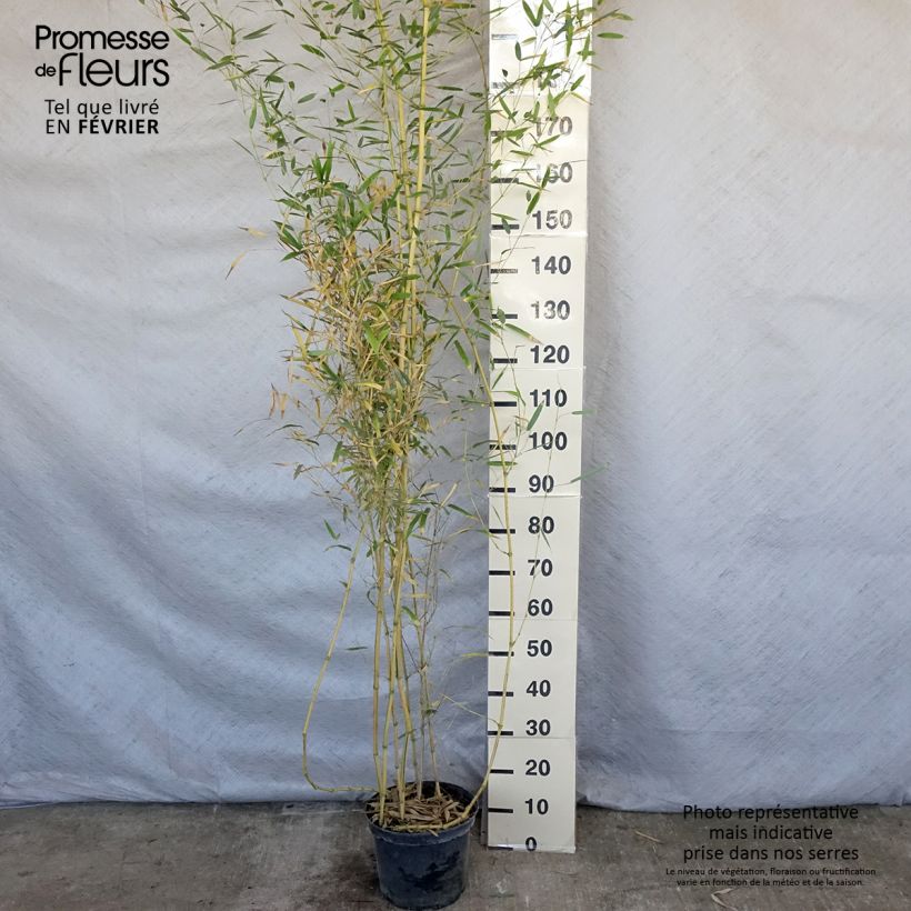 Spécimen de Phyllostachys aureosulcata Spectabilis - Bambou moyen tel que livré en hiver