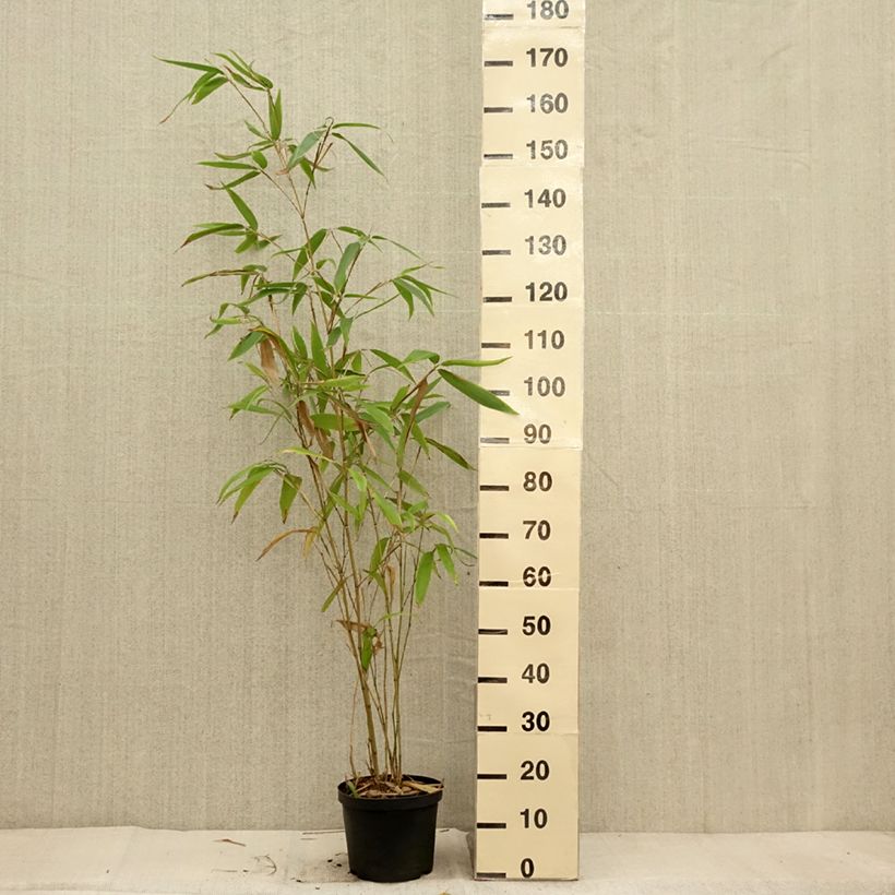 Spécimen de Phyllostachys edulis (= pubescens) - Bambou géant Pot de 4L/5L tel que livré en automne