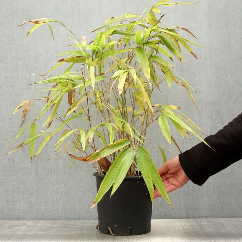 Spécimen de Phyllostachys edulis (= pubescens) - Bambou géant Pot de 4/5L tel que livré au printemps