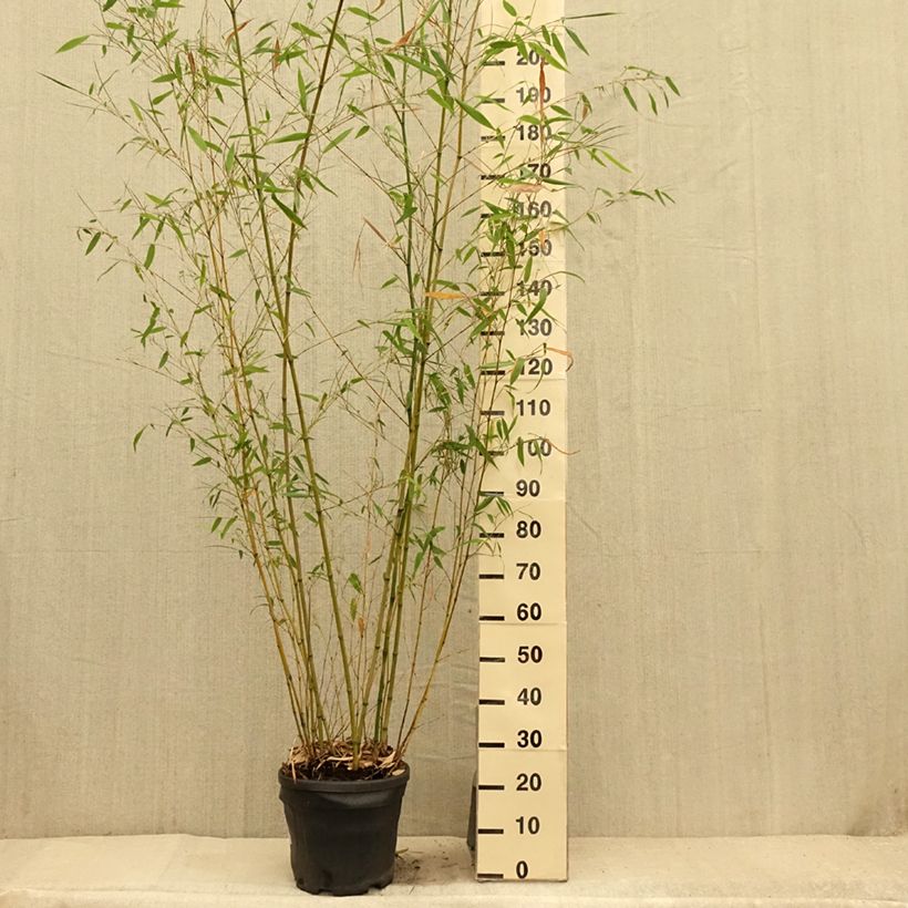 Spécimen de Phyllostachys flexuosa - Bambou moyen Pot de 12L/15L tel que livré en été