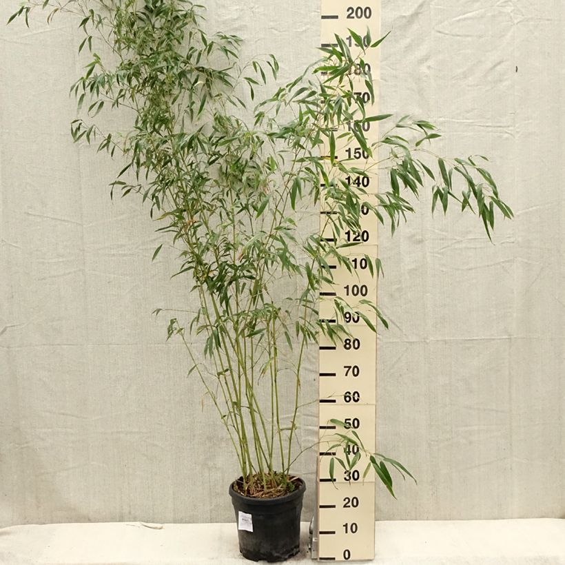 Spécimen de Phyllostachys flexuosa - Bambou moyen Pot de 12/15L tel que livré au printemps