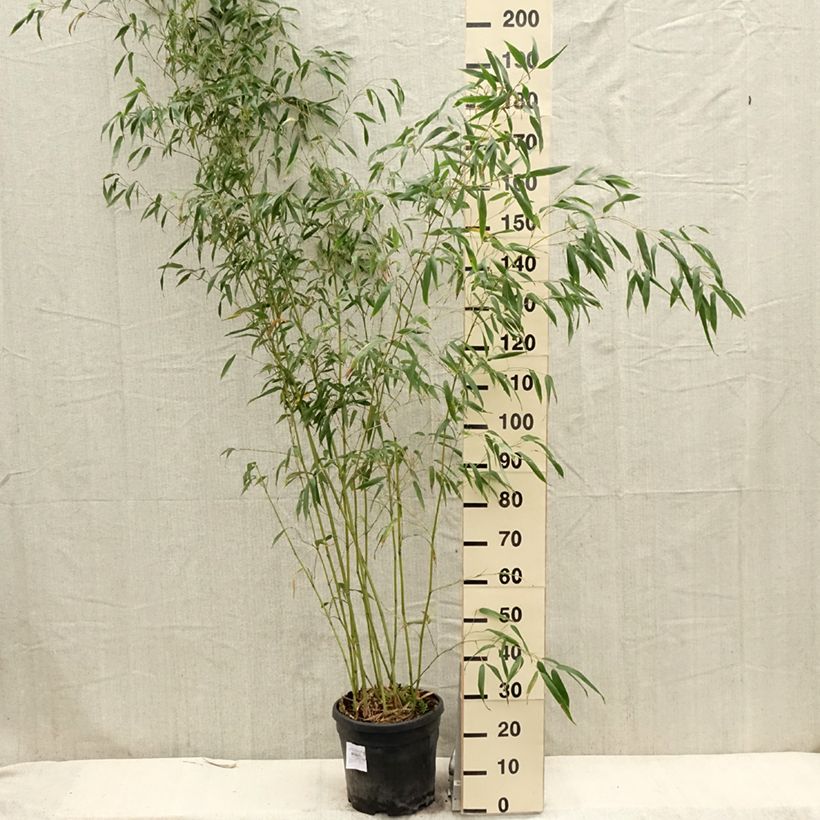 Spécimen de Phyllostachys flexuosa - Bambou moyen tel que livré au printemps