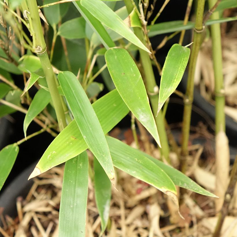 Phyllostachys heteroclada - Bambou en écailles de poisson (Feuillage)
