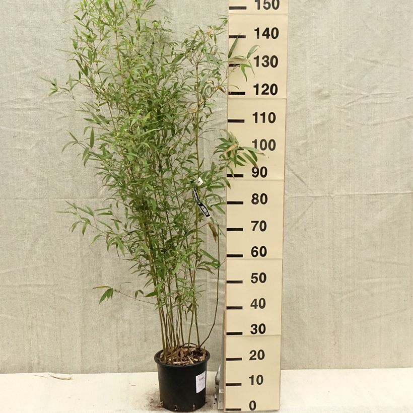 Spécimen de Phyllostachys humilis - Bambou moyen pot 5L 100/150 cm tel que livré au printemps