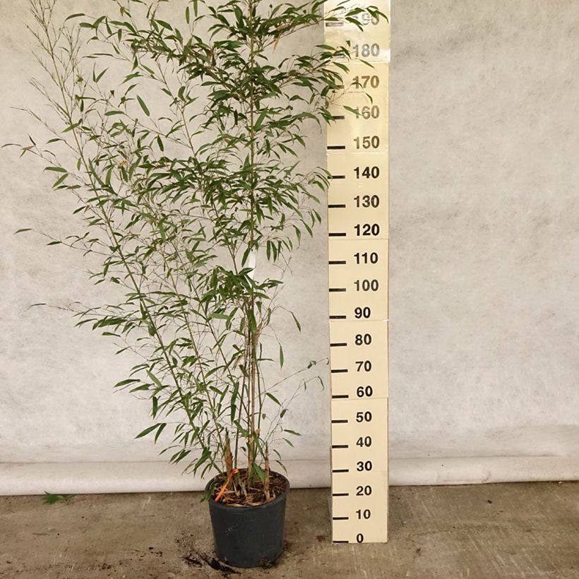 Spécimen de Phyllostachys nigra Boryana - Bambou géant Pot de 12L/15L tel que livré en été