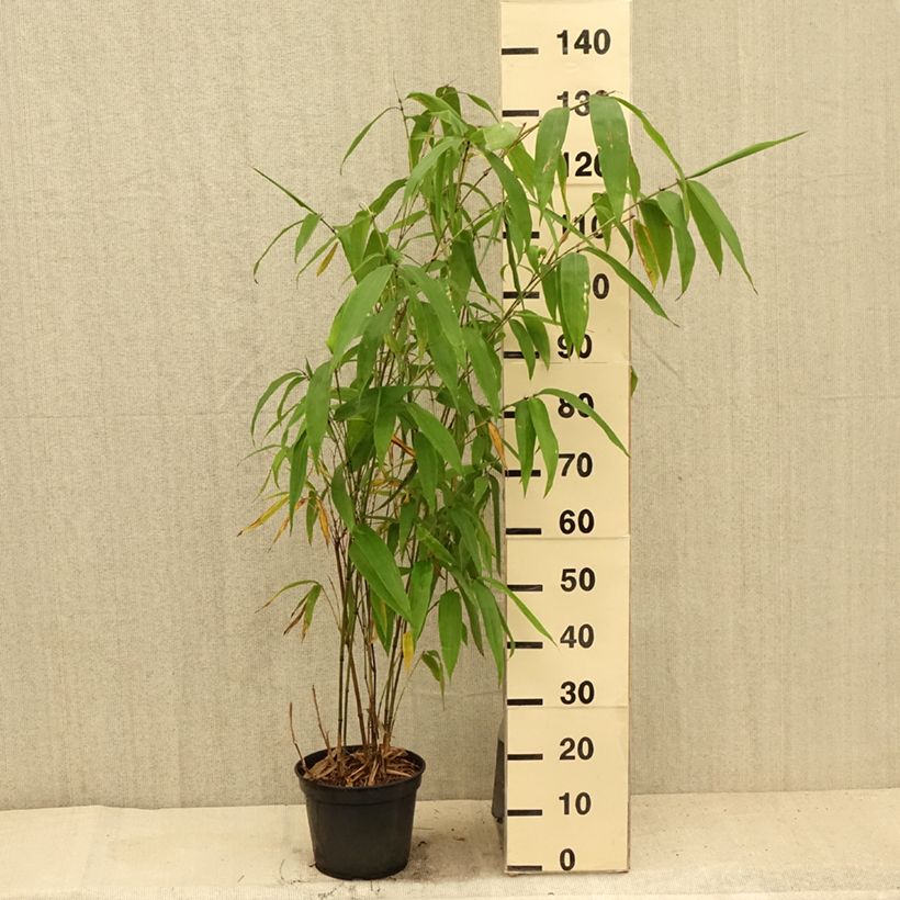 Spécimen de Phyllostachys parvifolia - Bambou géant Pot de 12L/15L tel que livré en été