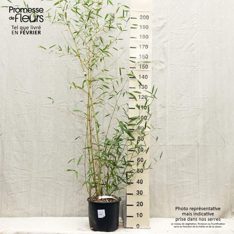 Spécimen de Phyllostachys parvifolia - Bambou géant tel que livré en hiver