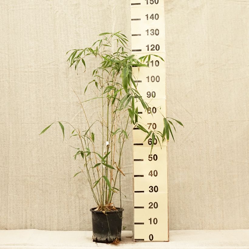 Spécimen de Phyllostachys rubromarginata - Bambou moyen Pot de 5L tel que livré au printemps