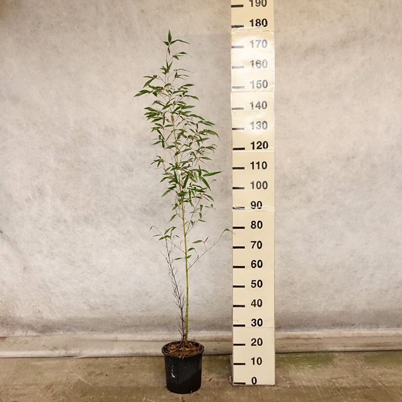 Spécimen de Phyllostachys viridis Sulphurea - Bambou Pot de 4L/5L tel que livré en automne
