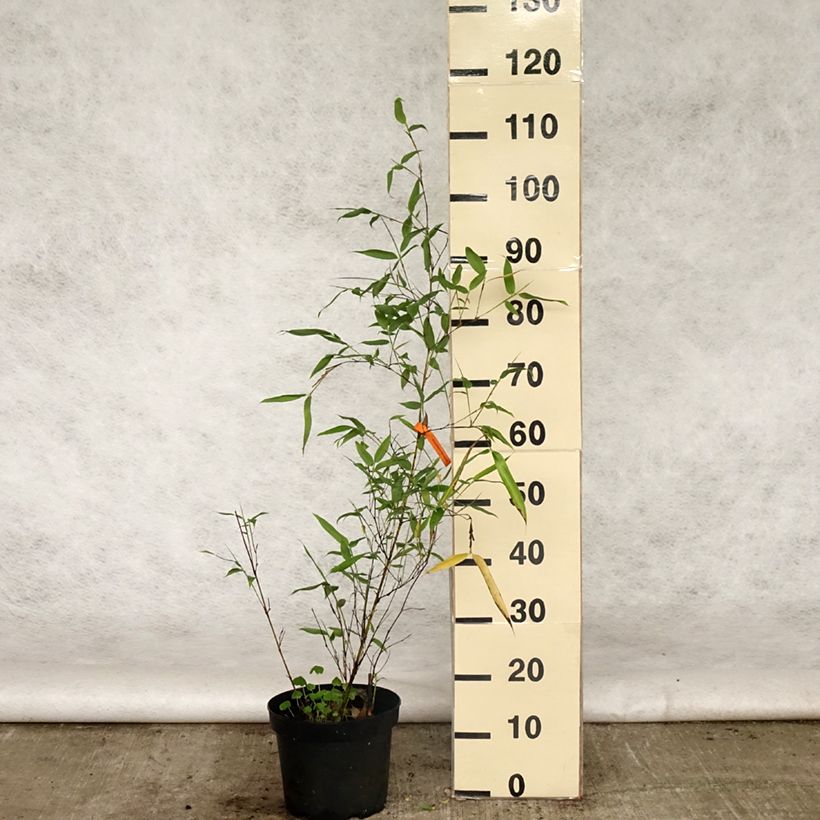Spécimen de Phyllostachys viridis Sulphurea - Bambou en pot de 5L tel que livré au printemps