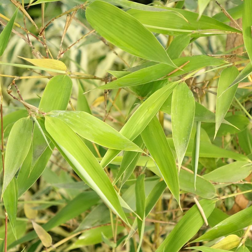 Phyllostachys viridis Sulphurea - Bambou (Feuillage)