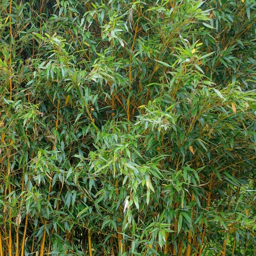 Phyllostachys vivax Aureocaulis - Bambou géant (Feuillage)