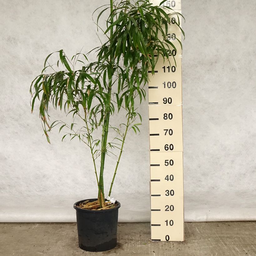 Spécimen de Phyllostachys vivax Huangwenzhu - Bambou géant en pot de 15L tel que livré au printemps
