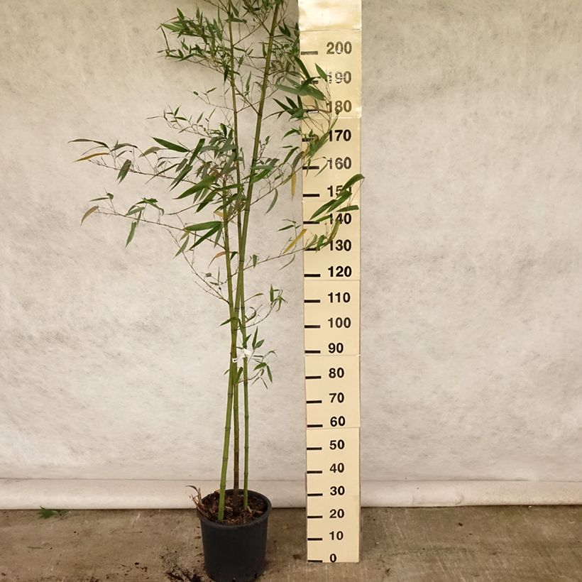 Spécimen de Phyllostachys vivax Huangwenzhu - Bambou géant Pot de 4L/5L tel que livré en été