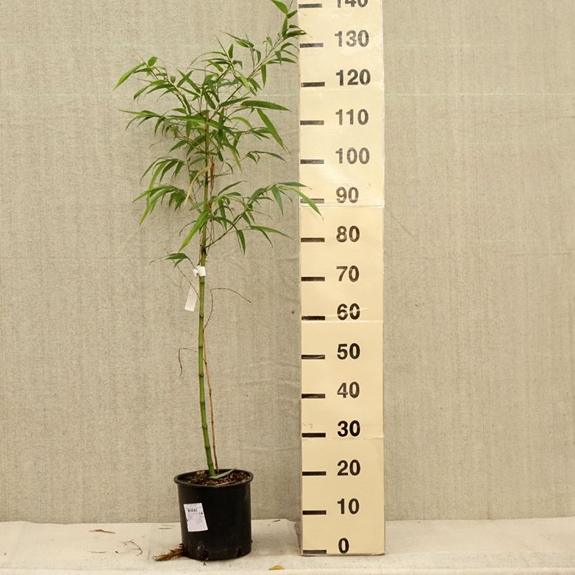 Spécimen de Phyllostachys vivax MacClure (type) - Bambou géant Pot de 4L/5L tel que livré en automne
