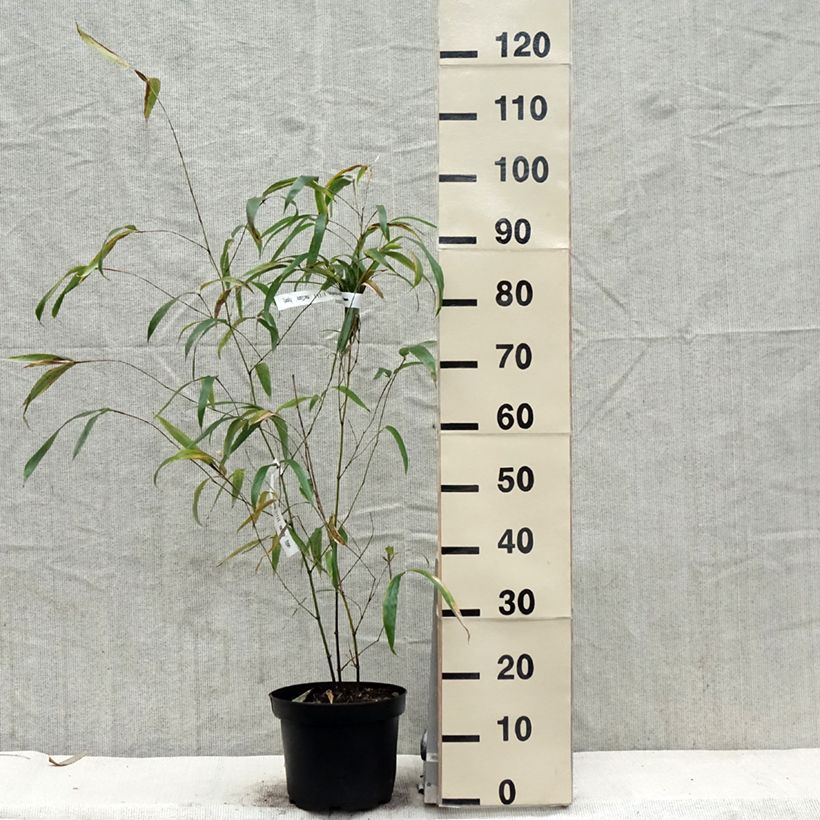 Spécimen de Phyllostachys vivax MacClure (type) - Bambou géant - en pot de 4L/5L tel que livré au printemps