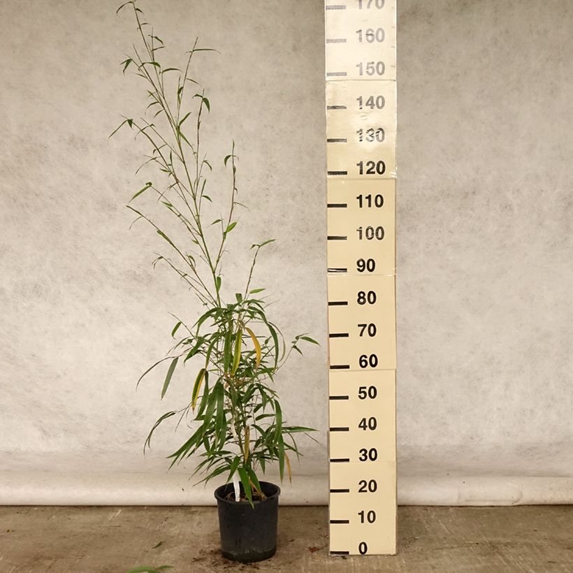 Spécimen de Phyllostachys vivax MacClure (type) - Bambou géant Pot de 12L/15L tel que livré en été