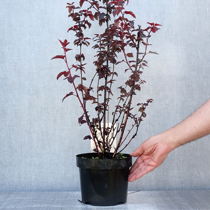 Spécimen de Physocarpe à feuilles d'Obier - Physocarpus opulifolius Rubella Pot de 2L/3L tel que livré en été