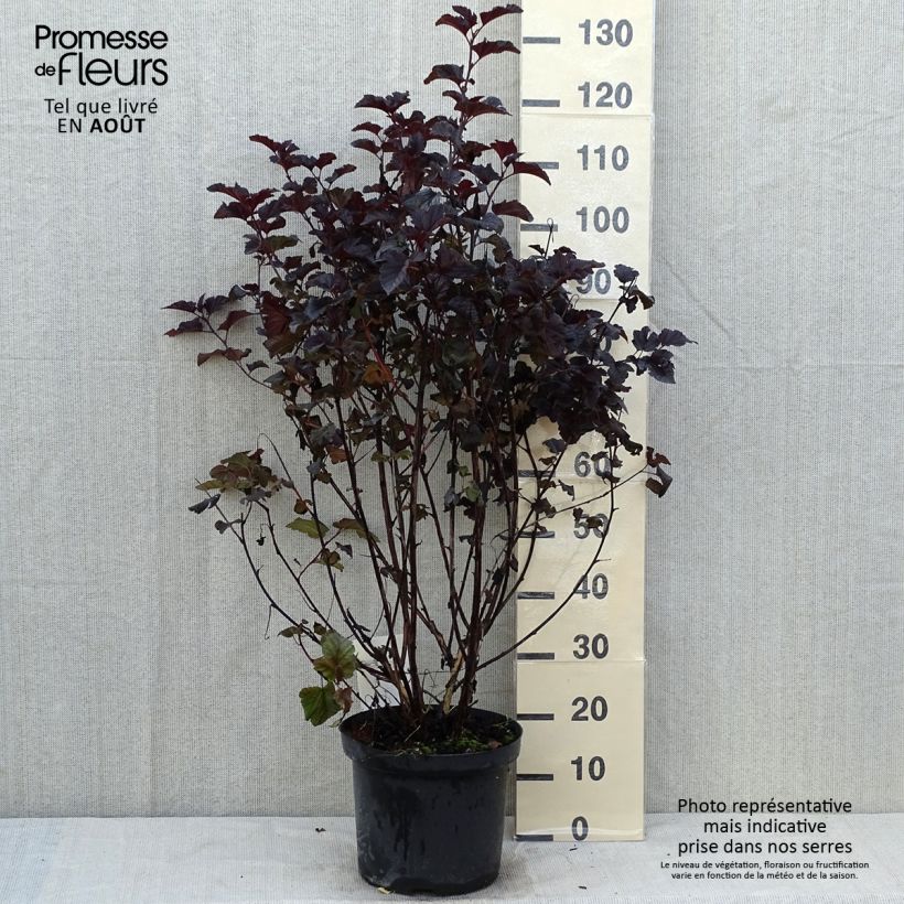Spécimen de Physocarpus Midnight - Physocarpe à feuille d'obier Pot de 7,5L/10L tel que livré en été