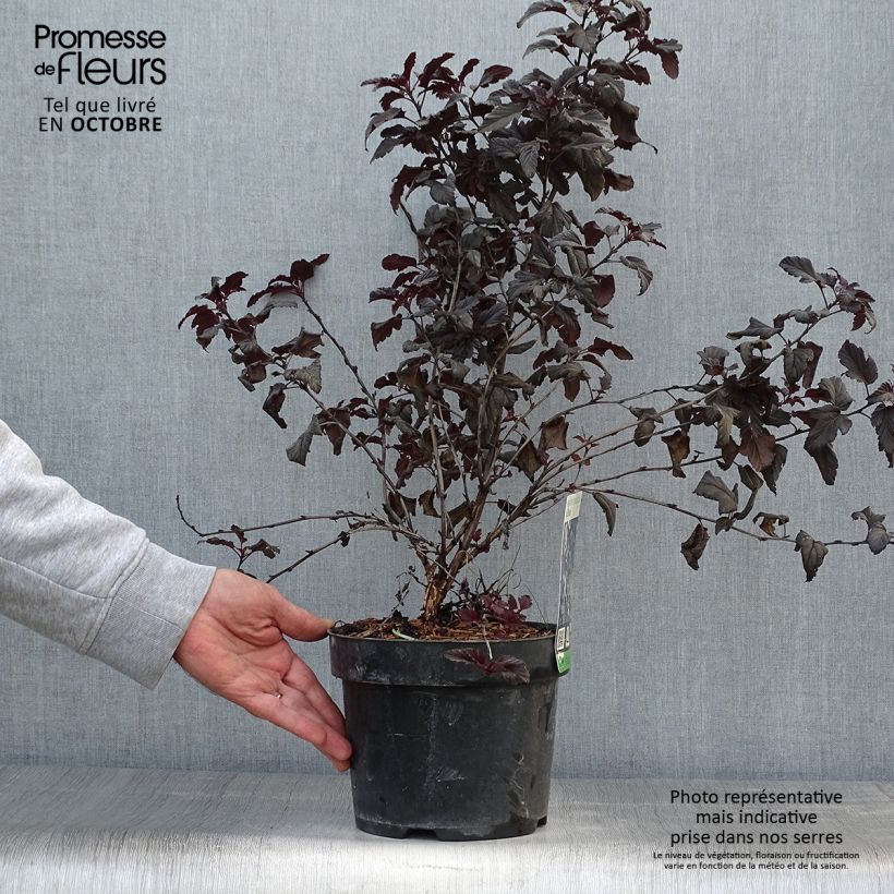 Spécimen de Physocarpus opulifolius All Black - Physocarpe noir Pot de 3L/4L tel que livré en automne