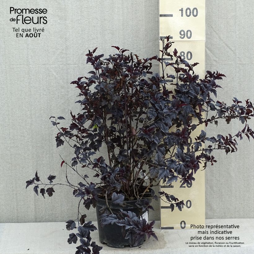 Spécimen de Physocarpus opulifolius All Black - Physocarpe noir Pot de 7,5L/10L tel que livré en été