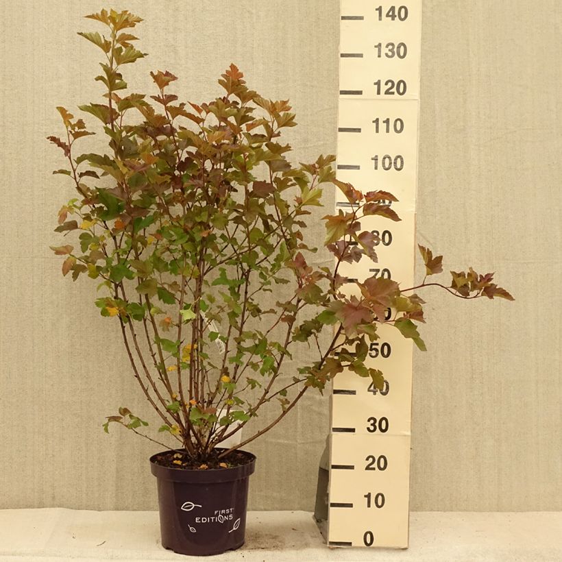 Spécimen de Physocarpus opulifolius Amber Jubilee Pot de 7,5L/10L tel que livré en été
