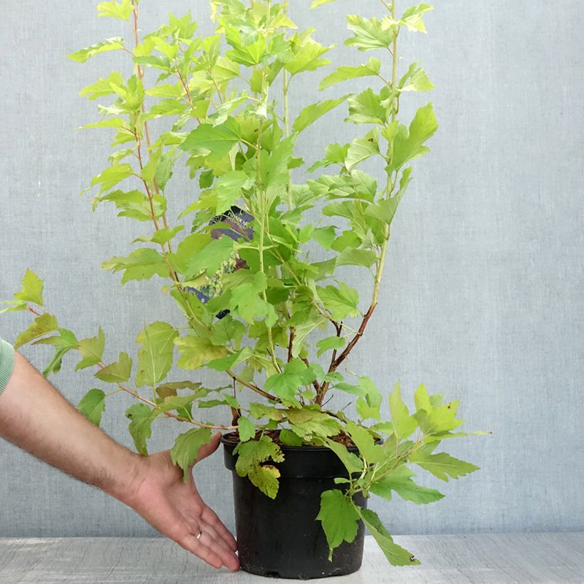 Spécimen de Physocarpus opulifolius Angel Gold - Physocarpe Pot de 3L/4L tel que livré en été