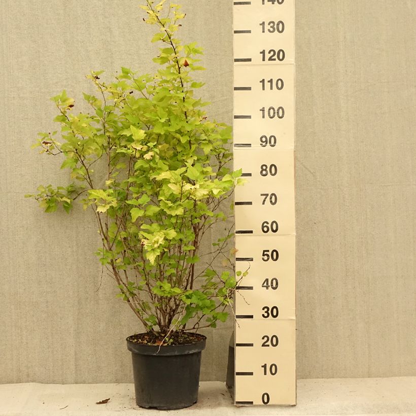 Spécimen de Physocarpus opulifolius Angel Gold - Physocarpe Pot de 7,5L/10L tel que livré en été