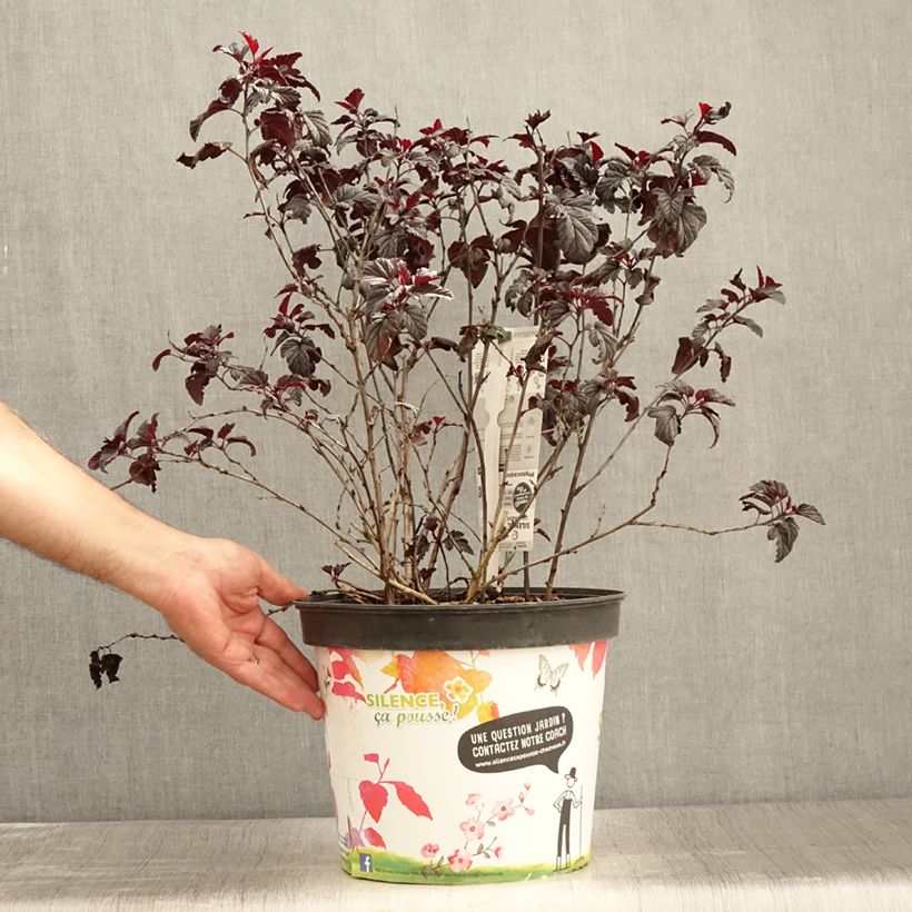 Spécimen de Physocarpus opulifolius Black Light - Physocarpe Pot de 7,5L/10L tel que livré en été