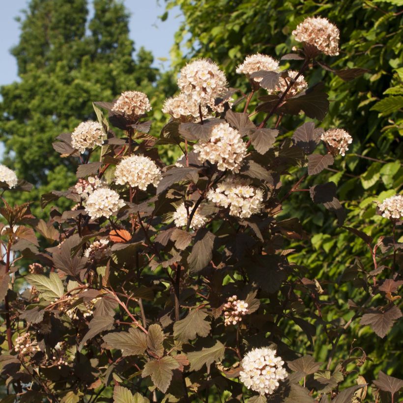 Physocarpus opulifolius Diable D'Or - Physocarpe à feuilles cuivre (Floraison)