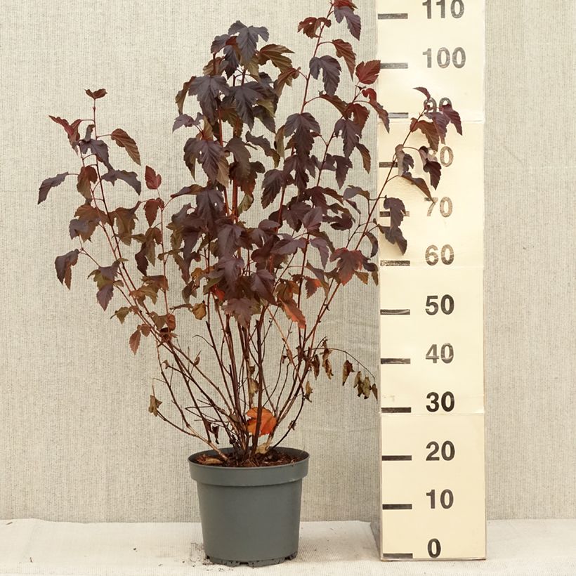 Spécimen de Physocarpus opulifolius Diabolo - Physocarpe à feuilles pourpres Pot de 6L/7L tel que livré en automne