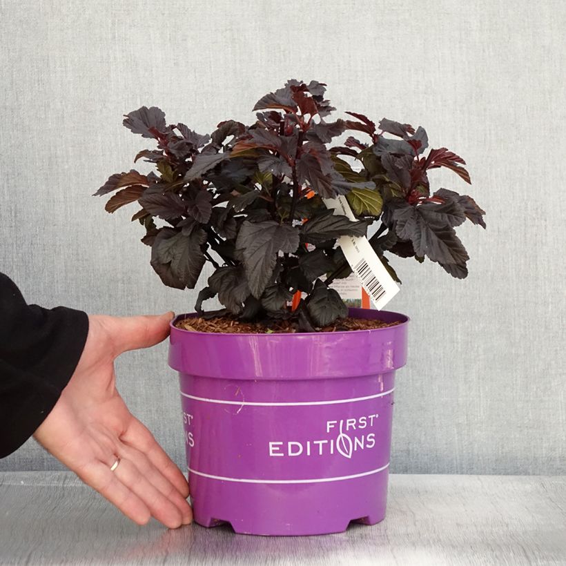 Spécimen de Physocarpus opulifolius Fireside - Physocarpe à feuilles d'obier Pot de 3L/4L tel que livré en automne