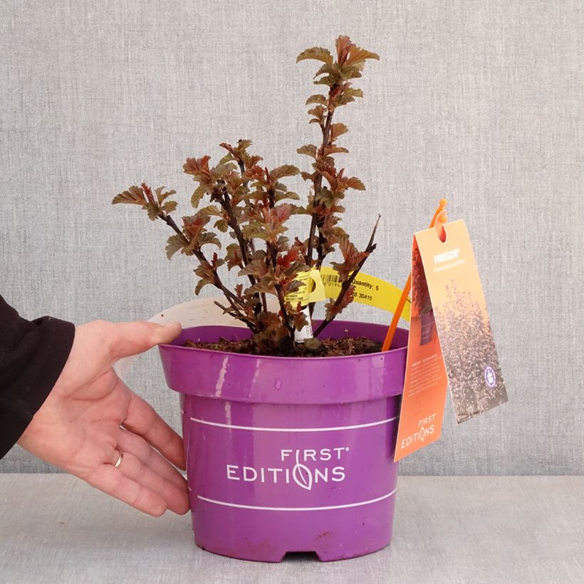 Spécimen de Physocarpus opulifolius Fireside - Physocarpe à feuilles d'obier Pot de 3L/4LHauteur livrée env. 40/50cm tel que livré au printemps
