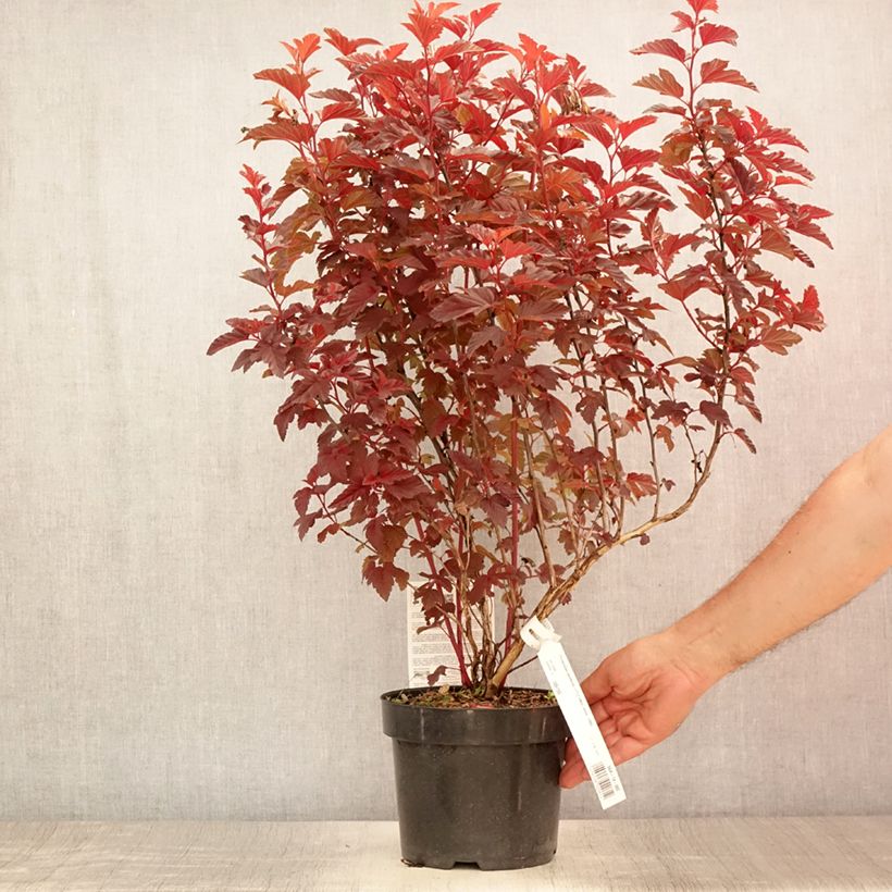 Spécimen de Physocarpus opulifolius Little Angel - Physocarpe Pot de 2L/3L tel que livré en été