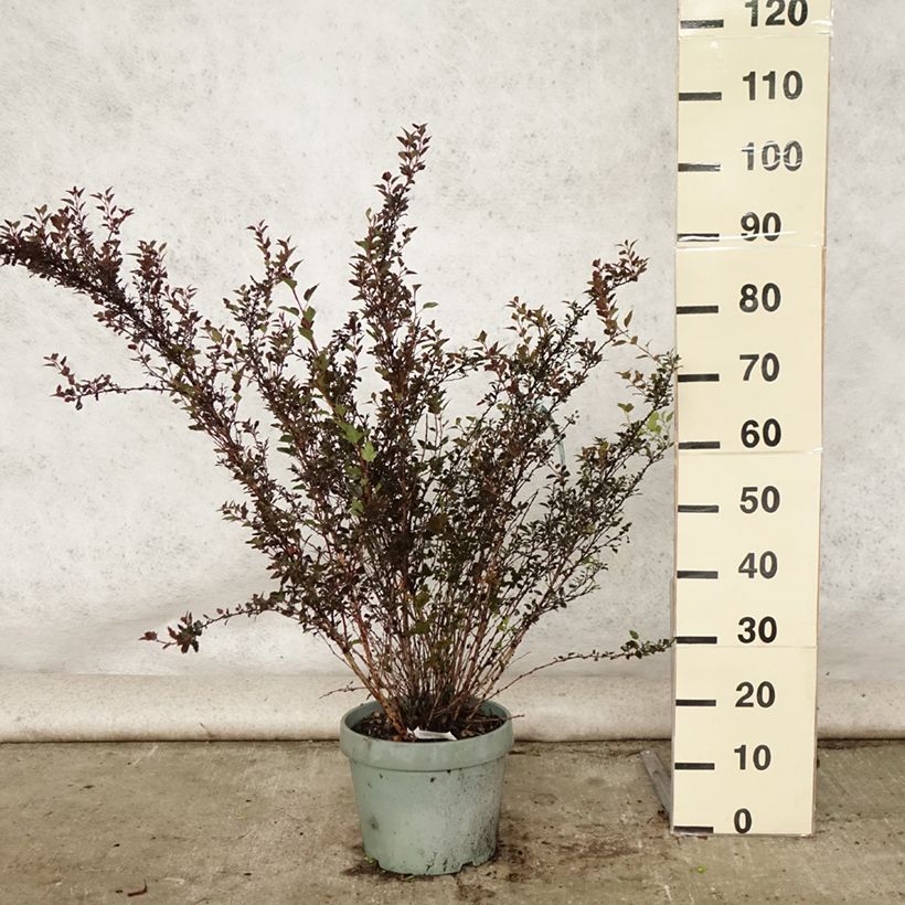 Spécimen de Physocarpus opulifolius Little Devil Pot de 7,5L/10L tel que livré en été